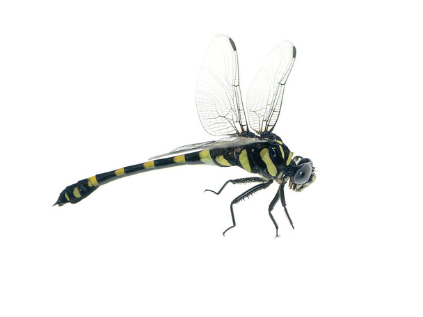 Imagen macro de la libélula Clubtail sobre fondo blanco. (Nombre científico Ictinogomphus decoratus melaenops Selys
) - Foto, imagen