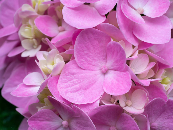 Macro image, Close up pink Hydrangea flower. - Zdjęcie, obraz