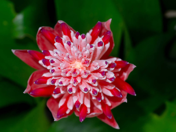 Close up of red and orange Bromeliad flower. - Photo, Image