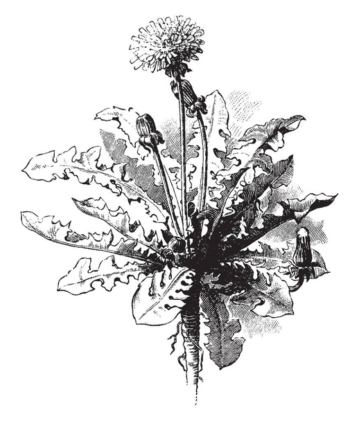 Μια εικόνα δείχνει πικραλίδα, κοινώς γνωστό ως Taraxacum. Αυτό είναι στέλεχος λιγότερο φυτό. Φύλλα έχει οδοντωτή περιθώριο στην άκρη, εκλεκτής ποιότητας γραμμικό σχέδιο ή απεικόνιση χαρακτική. - Διάνυσμα, εικόνα