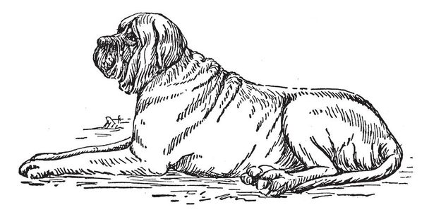 Mastiff является породой чрезвычайно большой собаки, возможно, произошел от древних Alaunt и Pugnaces Britanniae, винтажные линии рисования или гравировки иллюстрации
. - Вектор,изображение