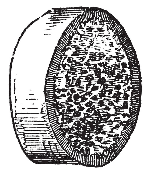 A kép mutatja egy endogén, amely egy növény, amely nő belsőleg, vintage vonalas rajz vagy ábra gravírozás. - Vektor, kép