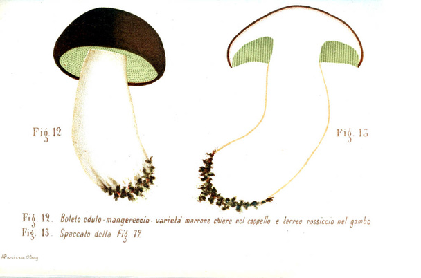 Illustration de champignons. Ancienne image
 - Photo, image