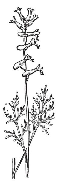 Una ilustración de una hoja de árbol de Aspen. Es ligeramente en forma de corazón, simple y los bordes son afilados dientes, dibujo de línea vintage o ilustración de grabado
. - Vector, imagen