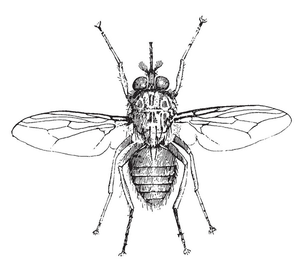 Tsetse Fly tunnetaan myös nimellä tik tik kärpäset ovat suuria puree kärpäsiä, vintage linja piirustus tai kaiverrus kuva
. - Vektori, kuva