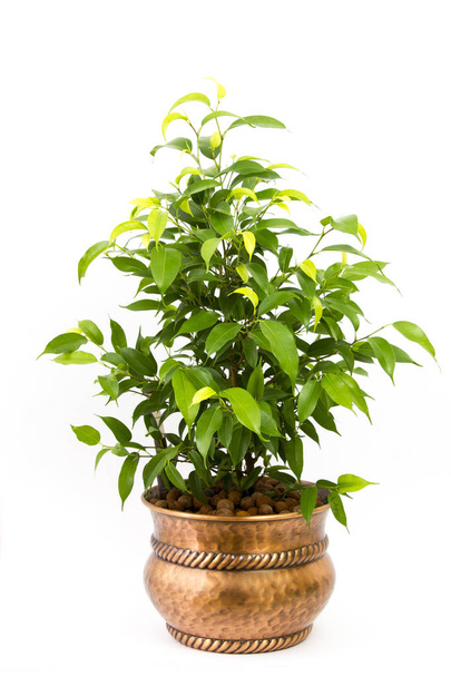 Ficus benjamina v kovové rustikální hrnci na bílém pozadí - Fotografie, Obrázek
