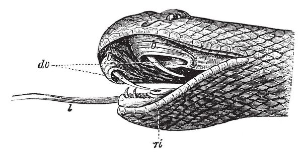 Fej kígyó tagjai az édesvízi perciform hal család őshonos Afrikában és Ázsiában, vintage vonalas rajz vagy metszet illusztráció részei Channidae. - Vektor, kép