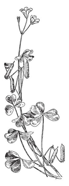 Questa immagine rappresenta Corn Cockle fiore che è conosciuto come Agrostemma Githago o Caryophyllaceae cresce sulle regioni confinanti dell'Europa e dell'Asia, disegno di linea vintage o incisione illustrazione
. - Vettoriali, immagini