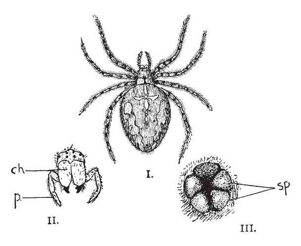 Illustrations shows female garden spider. This is end view of head showing eyes, fangs & pedipalps. Also there is posterior end of body showing two pairs of spinnerets, vintage line drawing or engraving illustration.  - Vector, Image