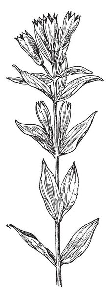 Ague-Weed es una planta con flores que pertenece a la familia de las gencianas, dibujo de líneas vintage o ilustración de grabado.
. - Vector, imagen