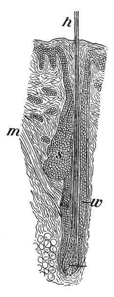 This illustration represents Section of Scalp, vintage line drawing or engraving illustration. - Vector, Image