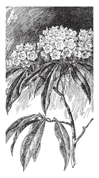 Ericaceae, ρείκι, οικογένεια, kalmia, Latifolia, Δάφνη, λουλούδια, mo - Διάνυσμα, εικόνα