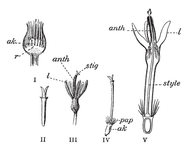 ein Bild, das die verschiedenen Teile einer Kornblume beschreibt, eine Vintage-Linienzeichnung oder eine Gravierillustration. - Vektor, Bild