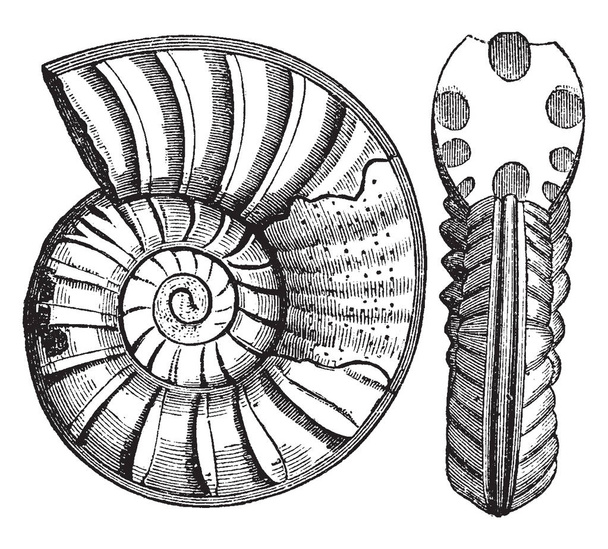 Obtusus Αμμωνίτες είναι ένα εξαφανισμένο ομάδα θαλάσσιων μαλακίων ζώων στην υποκατηγορία Αμμωνίτες από την κατηγορία, αλιευτικά σκάφη κεφαλοπόδων, εκλεκτής ποιότητας γραμμικό σχέδιο ή απεικόνιση χαρακτική. - Διάνυσμα, εικόνα