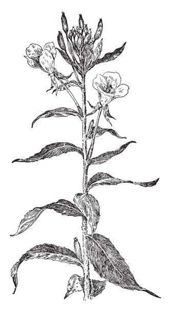 Une image de la plante à fleurs 'Onagre commune'. Les fleurs sont hermaphrodites, produites sur un grand épi et ne durent que jusqu'au midi suivant, dessin à la ligne vintage ou illustration de gravure
. - Vecteur, image