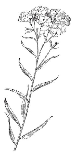 Se on kuva Downy Phlox kukka tunnetaan myös nimellä Phlox ja Prairie Phlox sen ruohokasvi perheessä Polemoniaceae löytyy Pohjois-Amerikasta, vintage linja piirustus tai kaiverrus kuva
. - Vektori, kuva