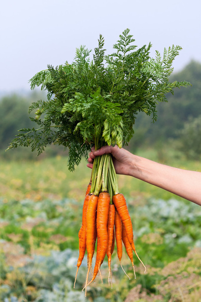 Joukko porkkanoita kädessä pehmeällä taustalla - Valokuva, kuva