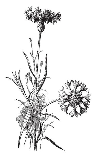 Chrpa je roční euroasijská rostlina pěstuje v Severní Americe. Je to má nápadné hlav modré nebo fialové nebo růžové nebo bílé květy, ročník kreslení čar nebo gravírování obrázku. - Vektor, obrázek
