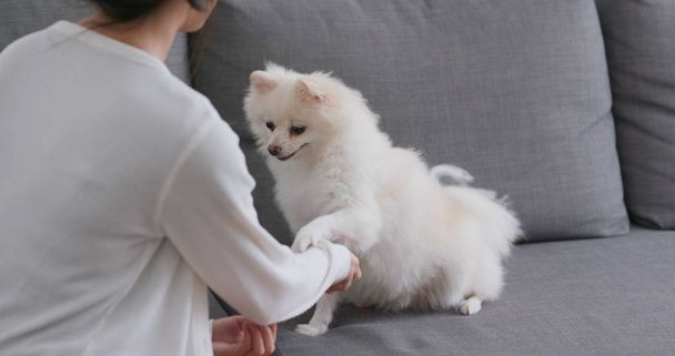 Propriétaire d'animal dressant son chien poméranien blanc à la maison
 - Photo, image
