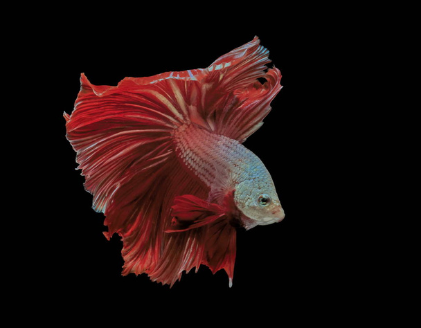 Сіамські файтинг риби, червоні риби, чорний фон Бетта splendens, риба Бетта, Бетта Halfmoon. - Фото, зображення