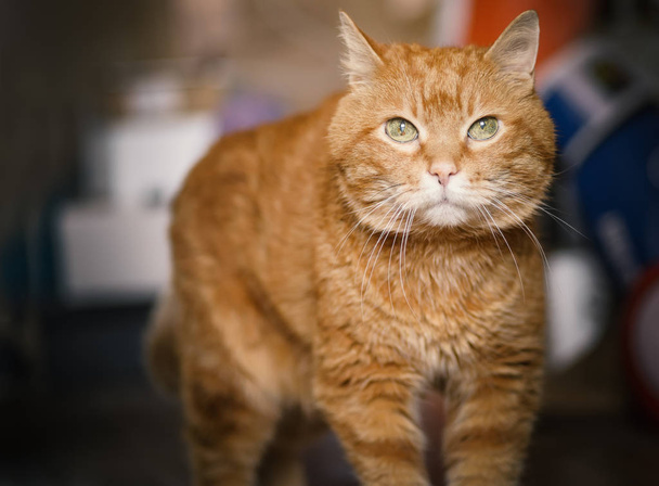 Lovely red cat looking into the camera. Soft focus on eyes. - Zdjęcie, obraz