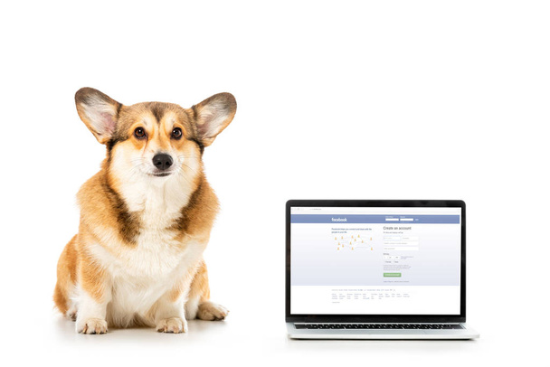 welsh corgi pembroke looking at camera and sitting near laptop with facebook website on screen isolated on white background  - Фото, изображение