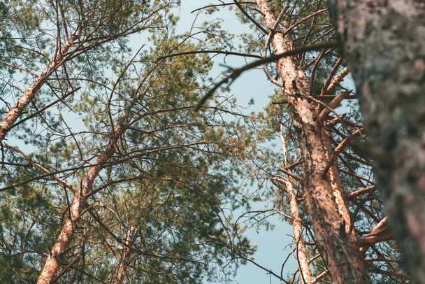 вид знизу на соснові дерева в лісі в літній день
 - Фото, зображення