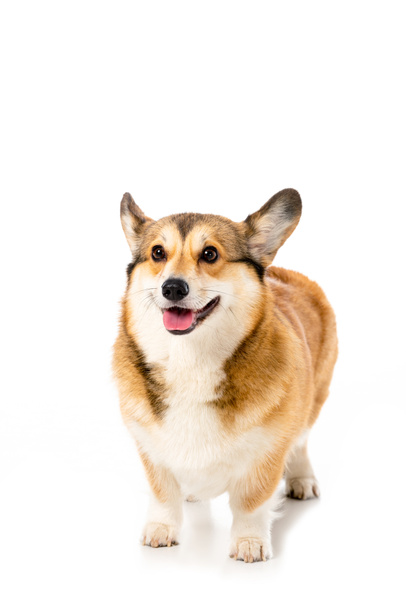 adorable welsh corgi pembroke standing isolated on white background  - Foto, afbeelding