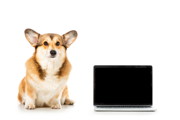 studio shot of welsh corgi pembroke looking at camera and sitting near laptop with blank screen isolated on white background  - Foto, Bild