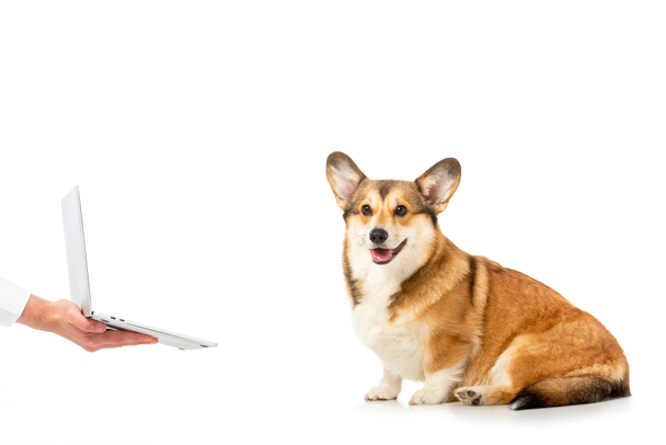 partial view of man showing laptop to welsh corgi pembroke isolated on white background - Foto, imagen