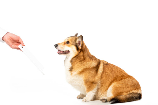 cropped image of man giving digital tablet to corgi isolated on white background  - Fotoğraf, Görsel