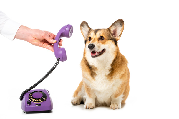 partial view of man giving telephone tube to adorable corgi isolated on white background - Fotografie, Obrázek