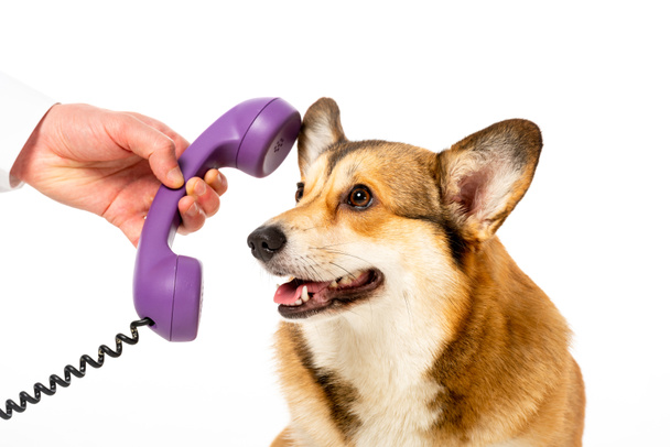 cropped image of man giving telephone tube to adorable corgi isolated on white background - Fotoğraf, Görsel