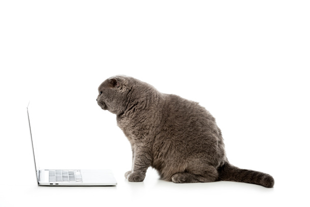 side view of grey british shorthair cat sitting near laptop isolated on white background  - Fotoğraf, Görsel
