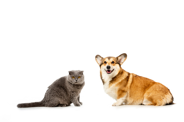 adorable grey british shorthair cat and welsh corgi pembroke sitting and looking at camera isolated on white background  - Fotografie, Obrázek