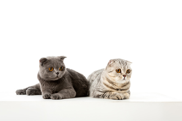 studio colpo di adorabile british shorthair gatti posa isolato su sfondo bianco
  - Foto, immagini