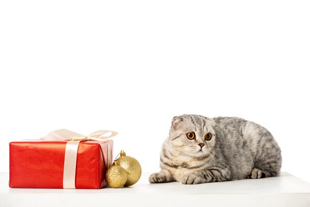 cute striped british shorthair near golden christmas baubles and gift box wrapped by ribbon isolated on white background  - Фото, зображення