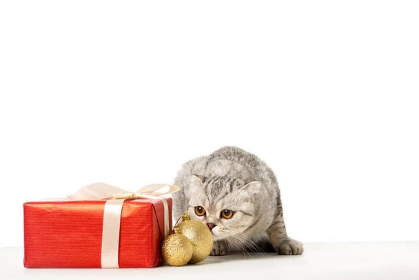 striped british shorthair near golden christmas baubles and gift box wrapped by ribbon isolated on white background - Fotografie, Obrázek
