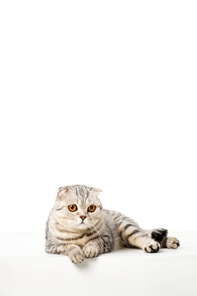 striped british shorthair cat laying isolated on white background  - Foto, Imagem
