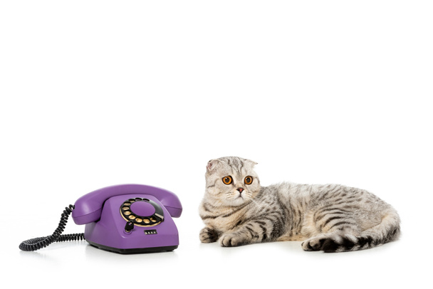 studio shot of cute striped british shorthair cat laying near telephone isolated on white background  - Fotoğraf, Görsel