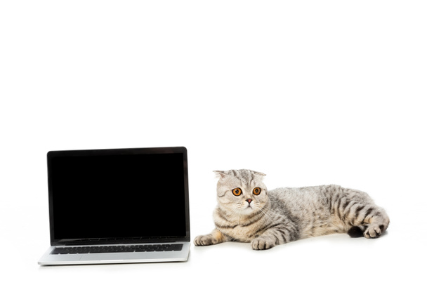 british shorthair cat laying near laptop with blank screen isolated on white background  - Photo, Image