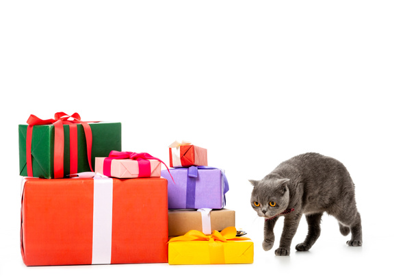 сірий, Британська короткошерста кішка ходьба поблизу купу подарункові коробки ізольовані на білому тлі  - Фото, зображення