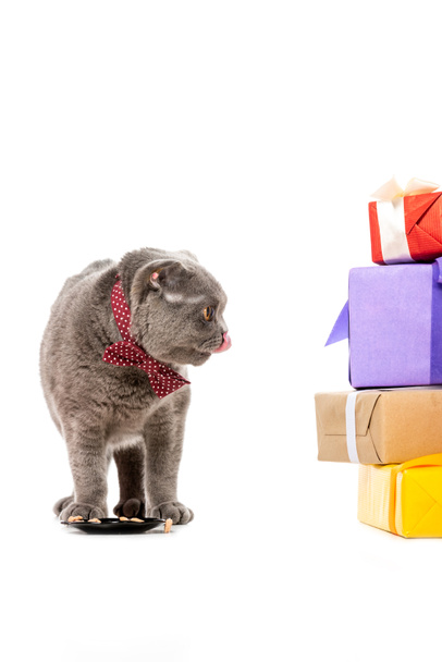 lindo gris británico taquigrafía gato lamiendo hasta cerca plato con comida y mirando pila de regalo cajas aislado en blanco fondo
  - Foto, Imagen
