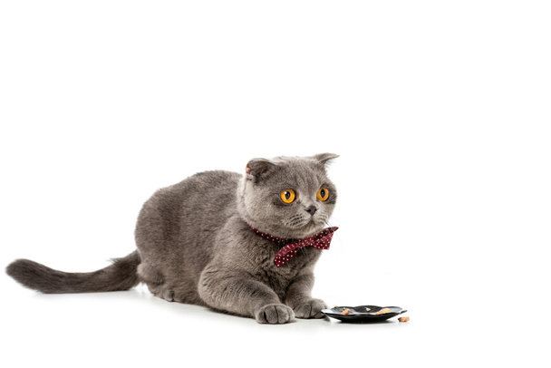 adorable grey british shorthair cat in bow tie sitting near plate with food isolated on white background  - Fotó, kép
