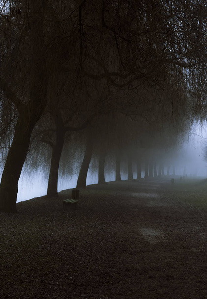 Утренний день декабря в Любляне с аллеей, проходящей под рядом лиственных деревьев, покрытых сильным туманом
 - Фото, изображение