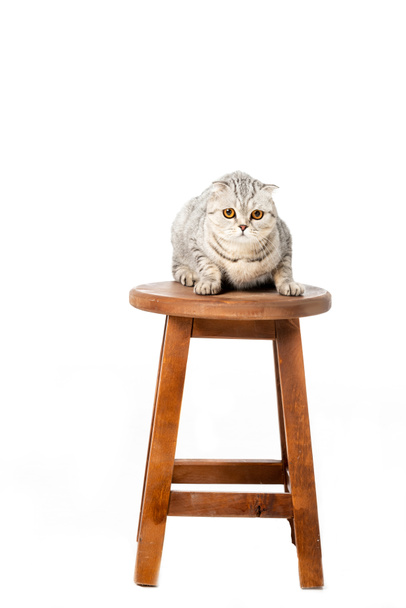 cute striped british shorthair cat sitting on wooden chair isolated on white background  - Fotografie, Obrázek