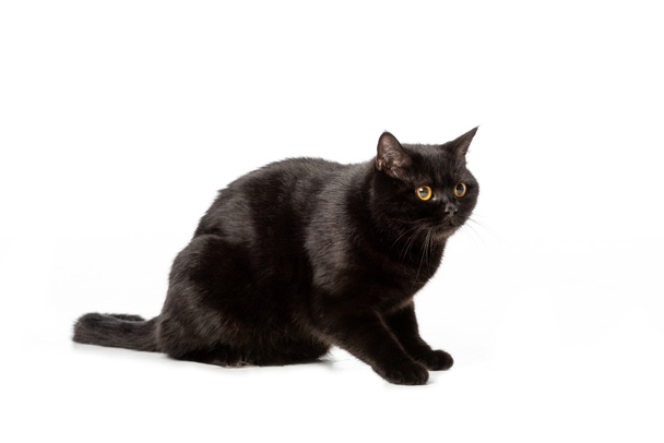 studio shot of black british shorthair cat isolated on white background  - Photo, image