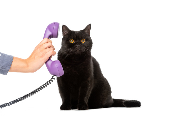 白い背景で隔離のかわいい黒ブリティッシュショートヘア猫に電話管を与えて女性の部分的なビュー  - 写真・画像