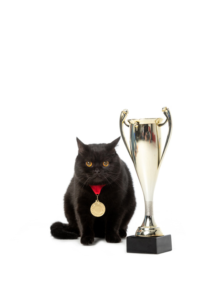 strzał studio czarny Brytyjski Stenografia kot z medalem siedzi w pobliżu złote trofeum Pucharu na białym tle  - Zdjęcie, obraz