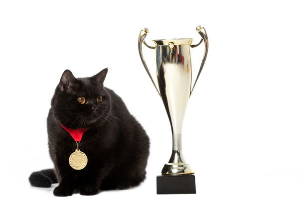 μαύρο Βρεταννόs στενογραφία γάτα με νικητής μετάλλιο κάθεται κοντά Κύπελλο χρυσό τρόπαιο που απομονώνονται σε λευκό φόντο  - Φωτογραφία, εικόνα